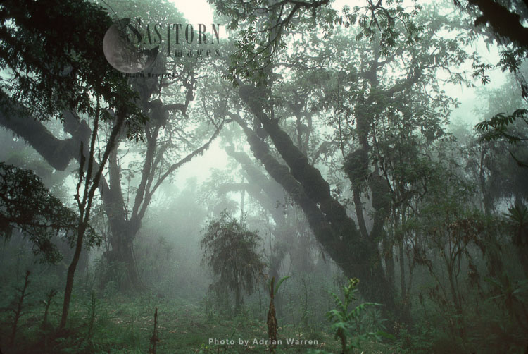 Hagenia (Hagenia abyssinica) Forest, Mountain Gorilla Habitat Virunga Volcanoes, Rwanda