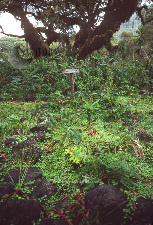 Dian Fossey's Grave, Karisoke research centre, Virunga Volcanoes, Rwanda