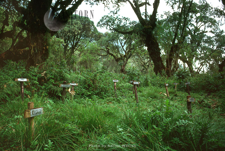 Mountain Gorilla Graveyard (Mountain Gorilla (Gorilla g. beringei), Karisoke research centre, Virunga Volcanoes, Rwanda