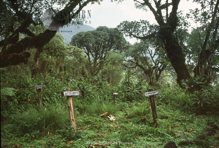 Mountain Gorilla Graveyard (Mountain Gorilla (Gorilla g. beringei), Karisoke research centre, Virunga Volcanoes, Rwanda