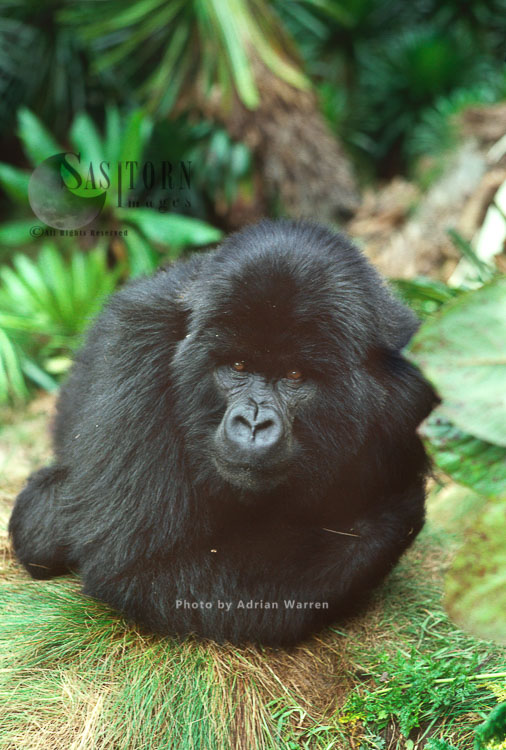 Mountain Gorilla (Gorilla g. beringei),  in sub-alpine zone, Virunga Volcanoes, Rwanda, Africa
