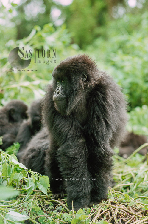 Mountain Gorillas (Gorilla g. beringei), juvenile (young) Virunga Volcanoes, Rwanda
