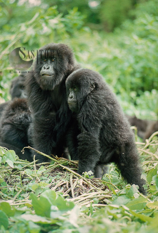 Mountain Gorillas (Gorilla g. beringei), two juveniles (young) Virunga Volcanoes, Rwanda
