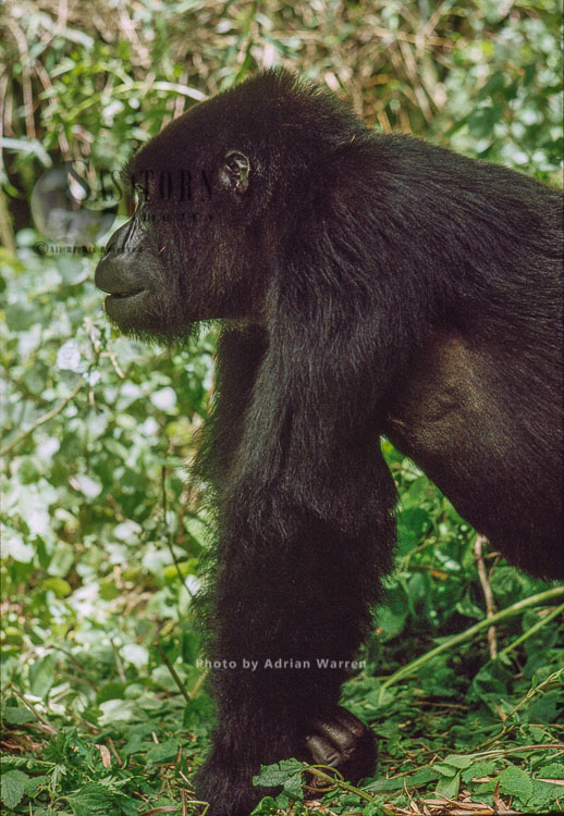 Mountain Gorilla (Gorilla g. beringei), IMFUBYI, male gorilla, Virunga Volcanoes