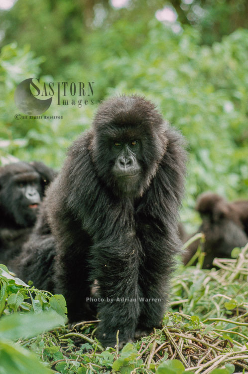 Mountain Gorillas (Gorilla g. beringei), juvenile (young) Virunga Volcanoes, Rwanda