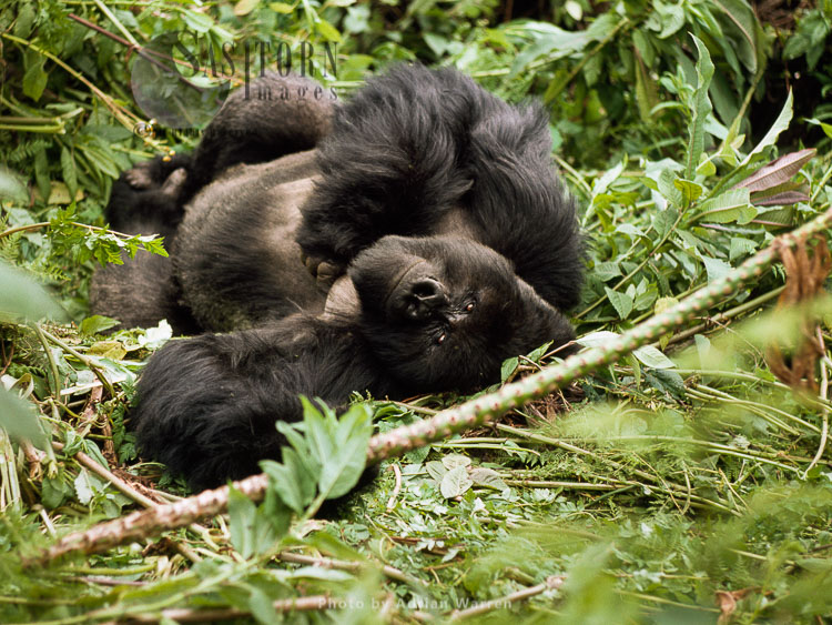 Mountain Gorilla (Gorilla g. beringei), resting, Virunga Volcanoes, Rwanda