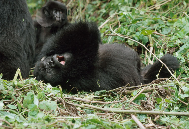 Mountain Gorilla (Gorilla g. beringei), resting, Virunga Volcanoes, Rwanda Virunga Volcanoes, Rwanda