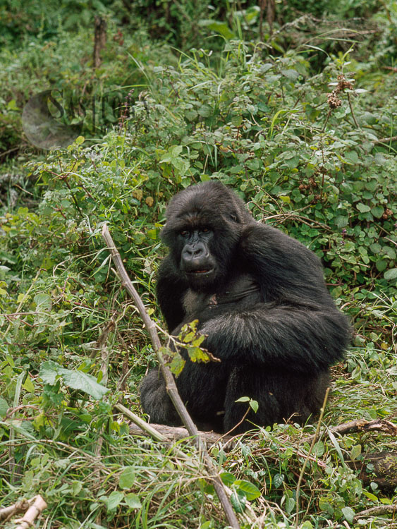 Mountain Gorilla (Gorilla g. beringei), Virunga Volcanoes, Rwanda