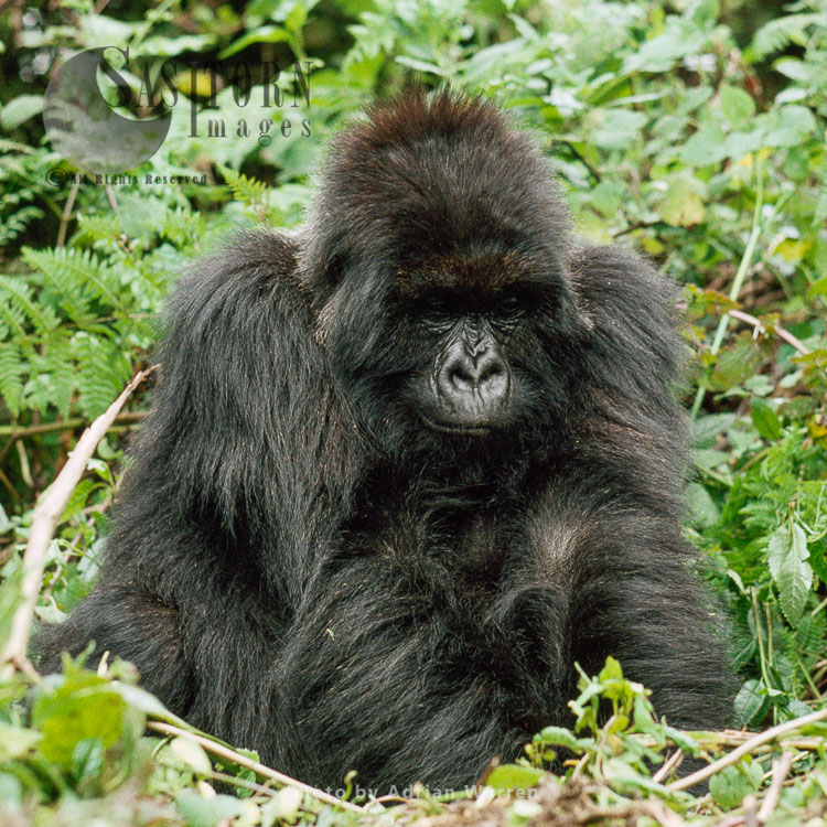 Mountain Gorilla (Gorilla g. beringei), young adult female, Virunga Volcanoes, Rwanda