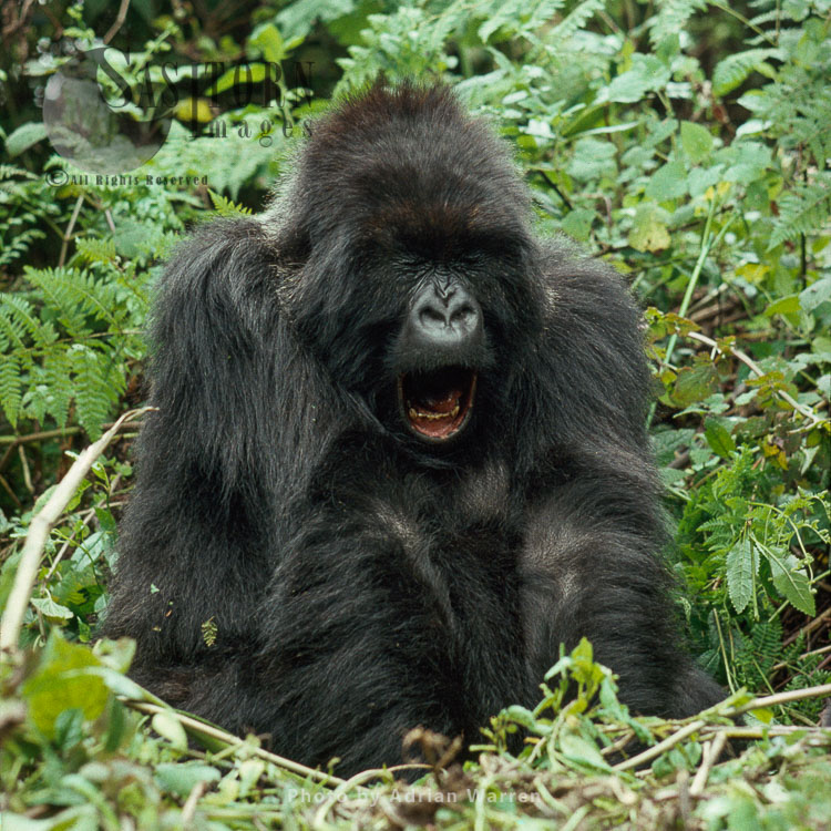 Mountain Gorilla (Gorilla g. beringei), young adult female yaning, Virunga Volcanoes, Rwanda
