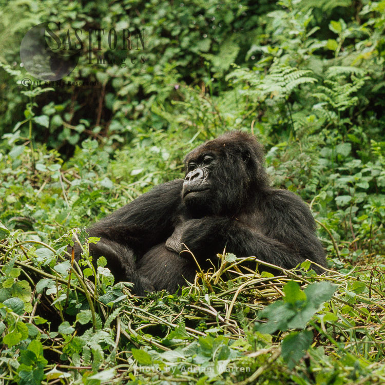 Mountain Gorilla (Gorilla g. beringei), resting, Virunga Volcanoes, Rwanda