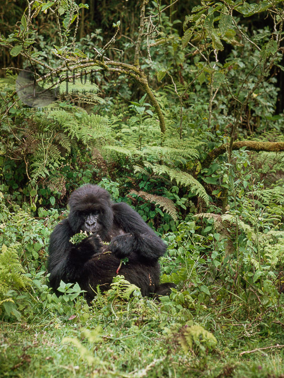 Mountain Gorilla (Gorilla g. beringei), feeding on Thristle, Virunga Volcanoes, Rwanda
