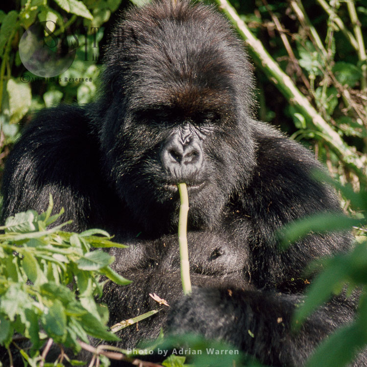 Mountain Gorilla (Gorilla g. beringei), 'Poppy" 14 years old adult female, Virunga Volcanoes, Rwanda