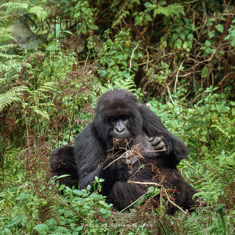 Mountain Gorilla (Gorilla g. beringei), feeding, Virunga Volcanoes, Rwanda