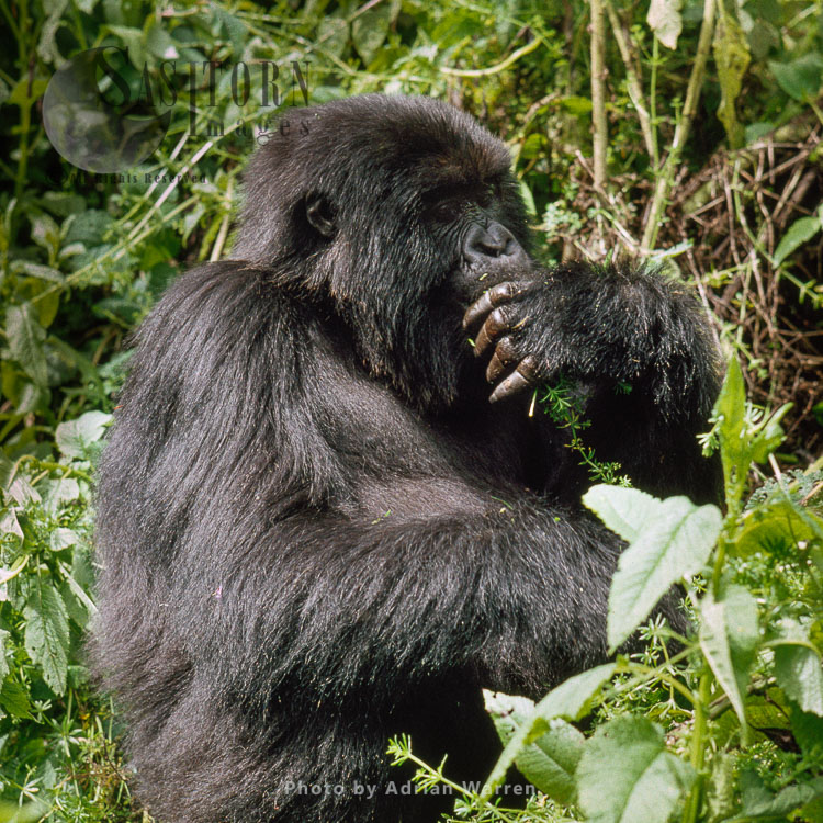 Mountain Gorilla (Gorilla g. beringei), feeding on Cleavers, Virunga Volcanoes, Rwanda