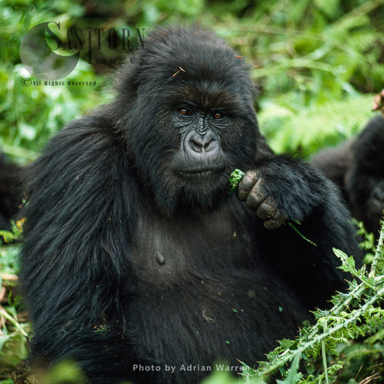Mountain Gorilla (Gorilla g. beringei), feeding on Thristle, Virunga Volcanoes, Rwanda