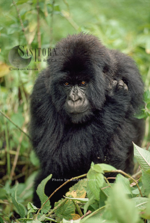 Mountain Gorilla (Gorilla g. beringei), juvenile, Virunga Volcanoes, Rwanda