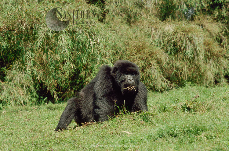 Mountain Gorilla (Gorilla g. beringei), feeding, Virunga Volcanoes, Rwanda