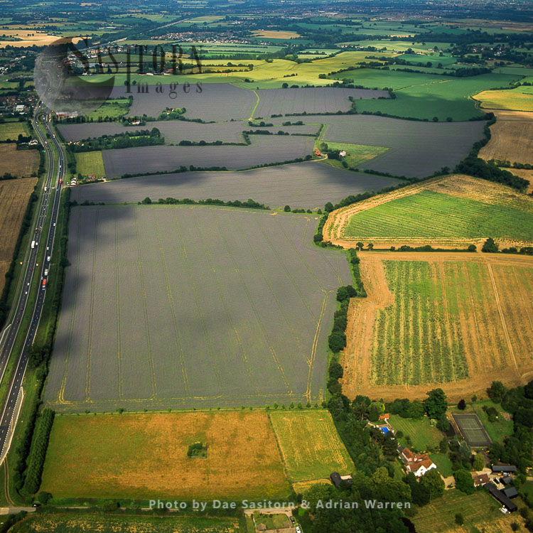 Lavender fields, Norfolk, East Anglia, England