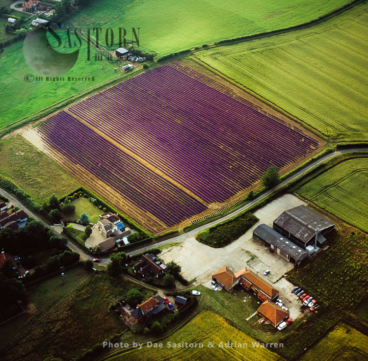 Lavender fields, Norfolk, East Anglia, England