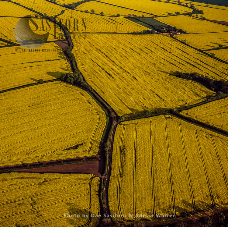 Fields of Rapeseed, Norfolk, East Anglia, England