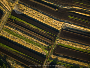 Peat Extraction Sites, Ham Wall, the Somerset Levels, England
