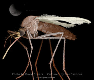 Mosquito, Culex pipiens