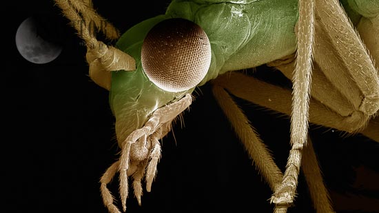 SEM Insects
