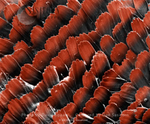 Red Admiral Butterfly’s Wing Scales