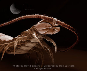 Common Centipede