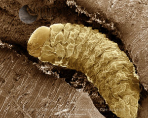 Lavae of Woodworm or Furniture Beetle