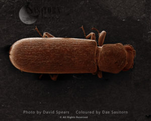 Powderpost Beetle (Lyetus sp.)