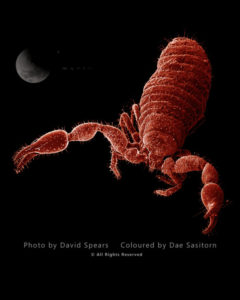 False Scorpion or Pseudoscorpion