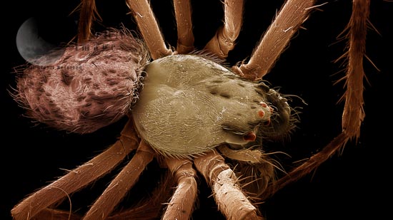 SEM Spiders and Mites