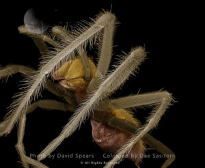 Common House Spider - female