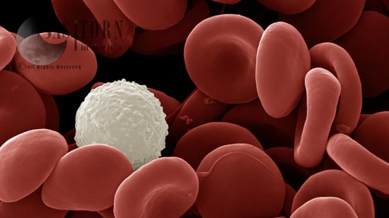 Human White and Red Blood Cells