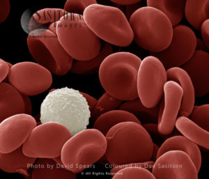 Human White and Red Blood Cells