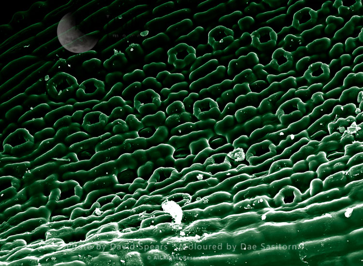 Scanning Electron micrograph (SEM) showing stomata on a Yew (Taxus baccata) Leaf