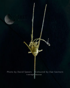 Dinoflagellate, Ceratium