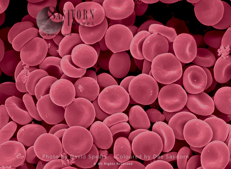 SEM: Human Red Blood Cells; Magnification x 6,500  for A4 size print.