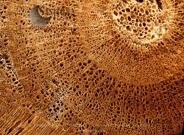 Wood structure. Coloured scanning electron micrograph (SEM) of a cross-section through a twig from a hardwood tree.