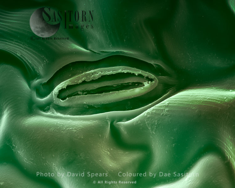 Scanning Electron micrograph (SEM): Open Stoma of  Chrysanthemum plant leaf