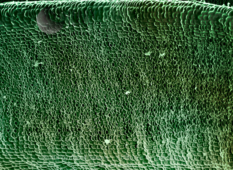 Scanning Electron micrograph (SEM): Yew (Taxus baccata) Leaf