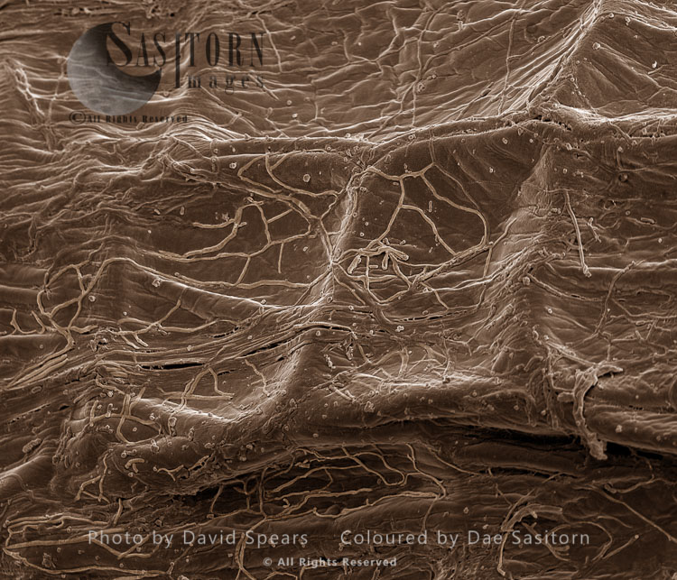 Scanning Electron Mirograph (SEM): Mycorrhizae Fungi on root