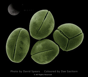Scanning Electron Micrograph (SEM): Peony Pollen