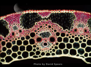 Light Micrograph (LM): A transverse section of a straw of Wheat showing vascular bundle, cortex and epidermis