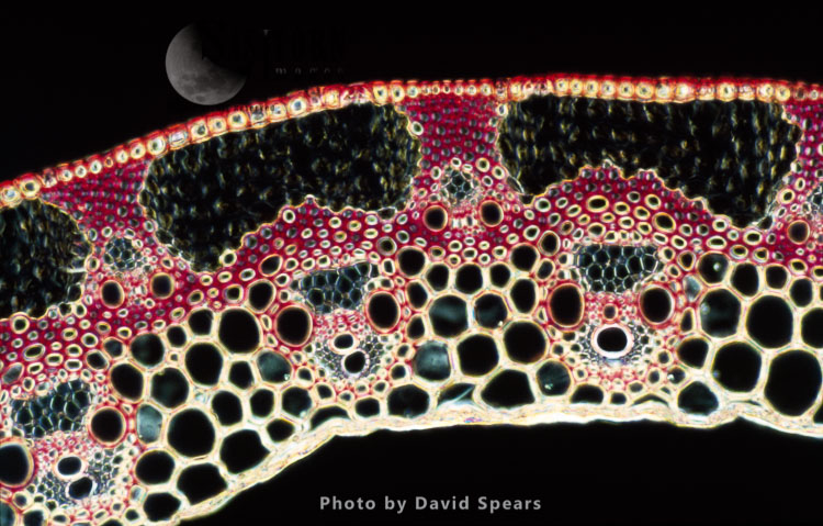 Light Micrograph (LM): A transverse section of a straw of Wheat showing vascular bundle, cortex and epidermis