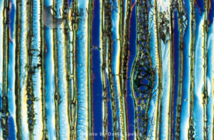 Light Micrograph (LM): Longitudinal section showing xylem elements of Scots pine wood, (Pinus sylvestris)