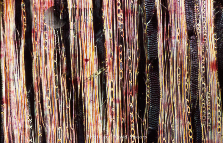 Light Micrograph (LM): A longitudinal section showing xylem elements of a Ribes sp. stem