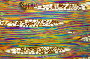 Light Micrograph (LM): Longitudinal section showing xylem elements of Mahogani (Swietenia mahagoni)